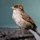 Un gorrión común (Passer domesticus)